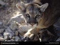 /album/fotogalerie/chihuahuan-desert-new-mexico-jpg/